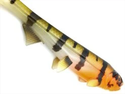 Hostagevalley Shad 14cm (25g) Red Head Perch